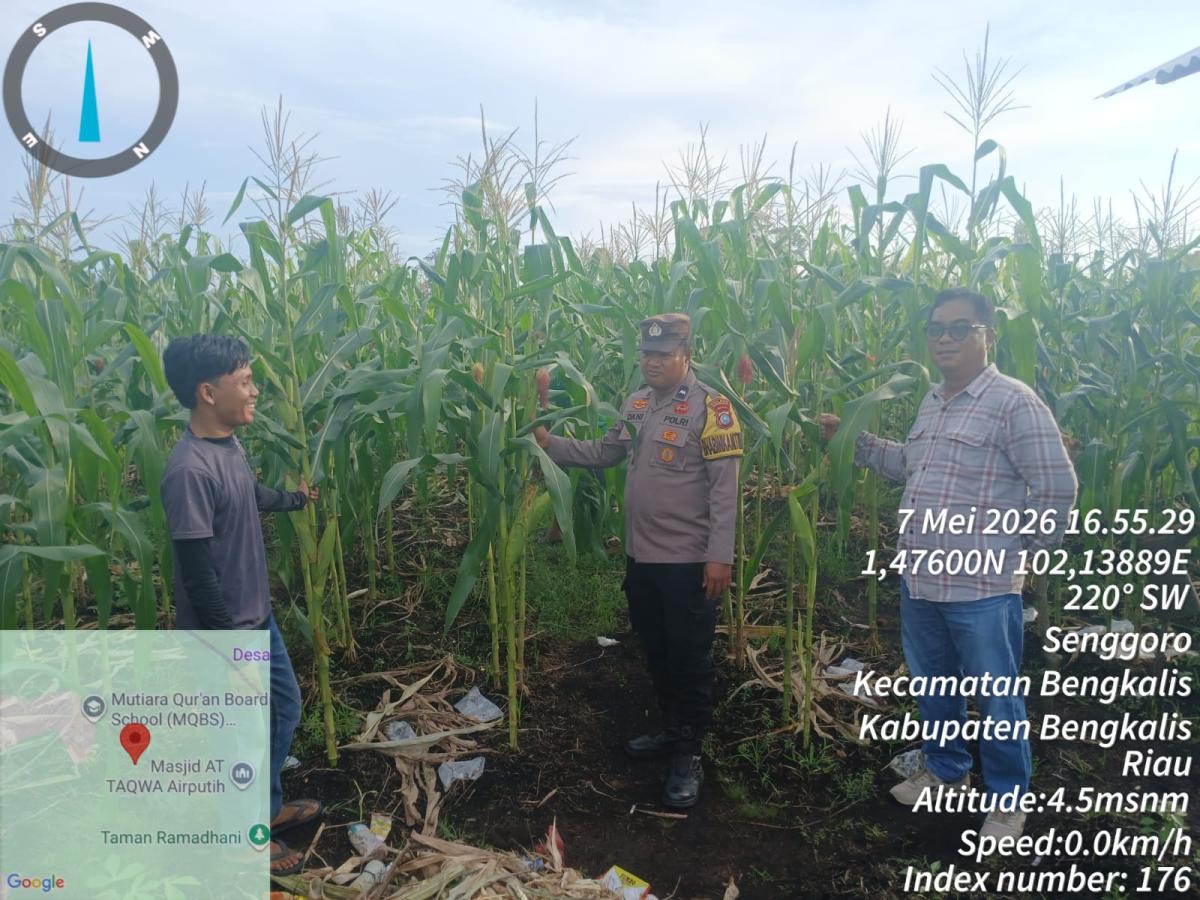Polsek Bengkalis Rawat 2.000 Batang Jagung Pipil di Senggoro, Dukung Swasembada Pangan Nasional